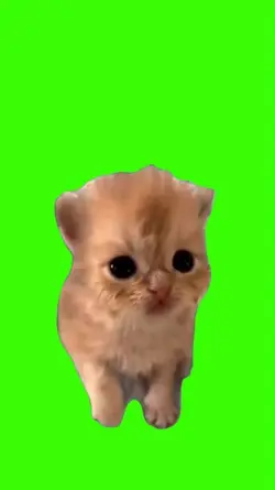 Cat/Gato