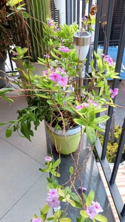 my plants