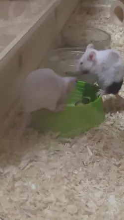 1 Clip hinzufügen