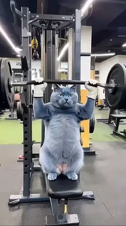 Funny Gym ai cat