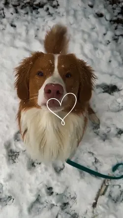 dog pet slowmotion