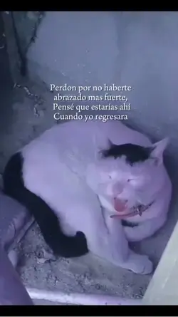 Gatito🌷