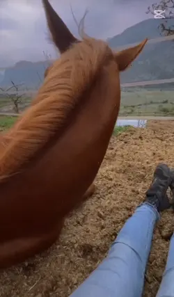 horses