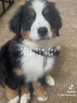 Pets Appreciation 
