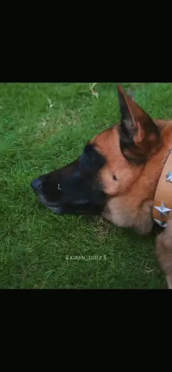 Any Dog Lovers?