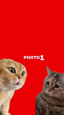Cat green screen
