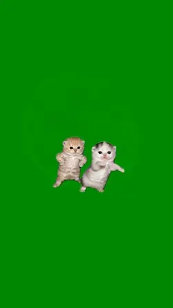 Kittens