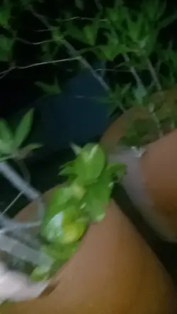 Gagamba vs Turubi