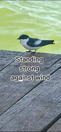 BIRD SWALLOW
