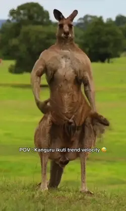 Kangaroo Velocity