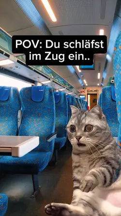 Witzige Memes