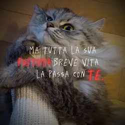 :[....