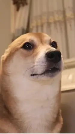 Funny dog