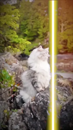 new trend on tiktok
