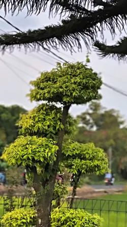 cinematic hd jernih