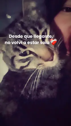 gatito 