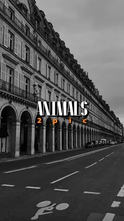 Animals 