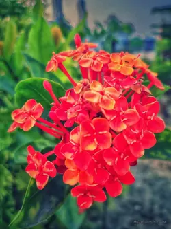 তারে ধরতে মনু বেরি