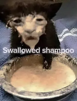 SHAMPOO