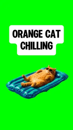 ORANGE CAT CHILLING