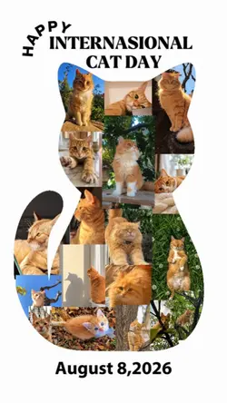 National Cat Day 