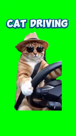 cat driving