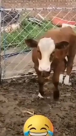 sapi aja kaget
