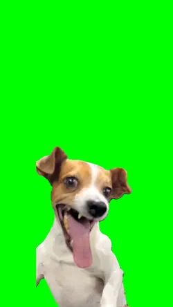anjing ketawa