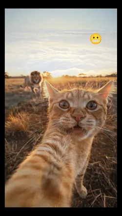selfi gatuna