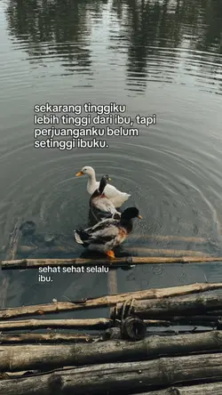 lebih tinggi ibu