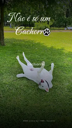 Não é só um Cachorro