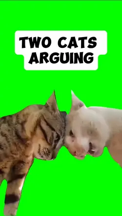 TWO CATS ARGUING