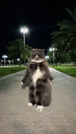 TREND CAT DANCE