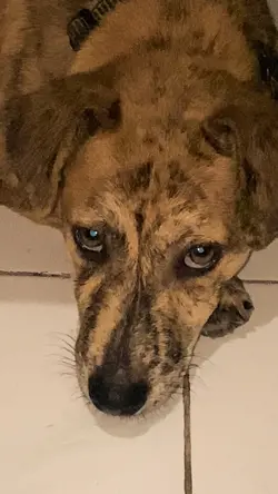 Dog Go To Heaven