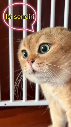 KUCING NGOMEL 2