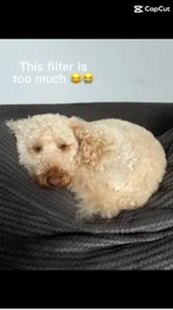 Microwave dog
