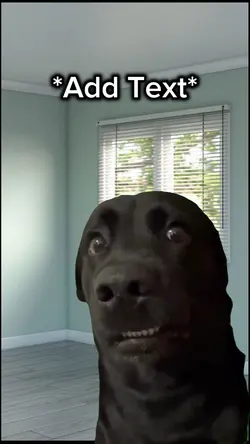 dog meme