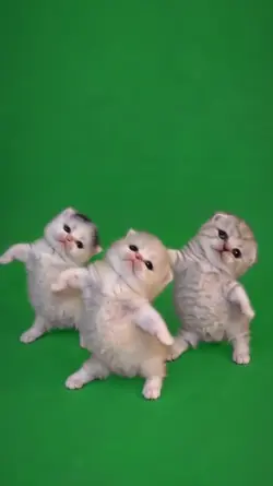 CUTE KITTEN DANCE 