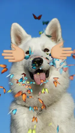 Funny dog 
