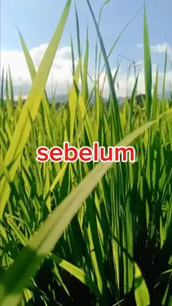 Mencerahkan warna