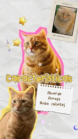 Presenta tu gato