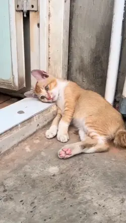 kucing core