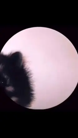 Racoon dancing