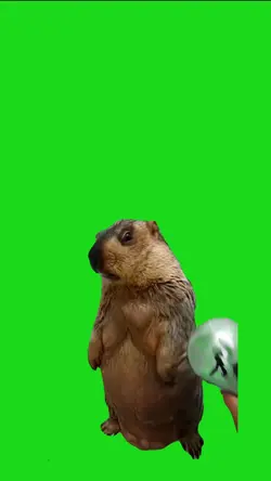 Kapibara meme 