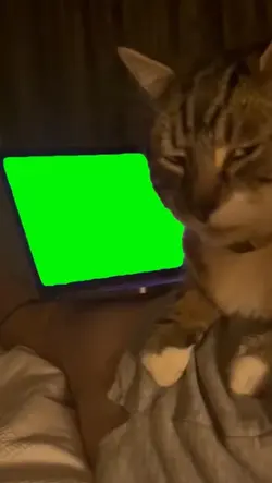 Cat Side Eye