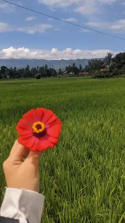 Aesthetic