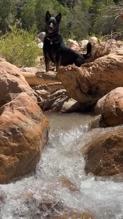 Summer water dog fun