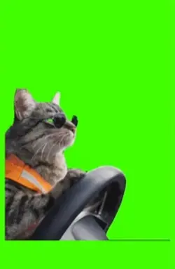 Cat cute 