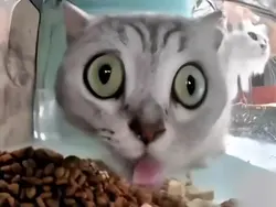 Meme Cat