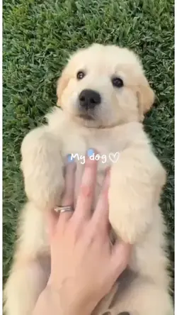 My dog